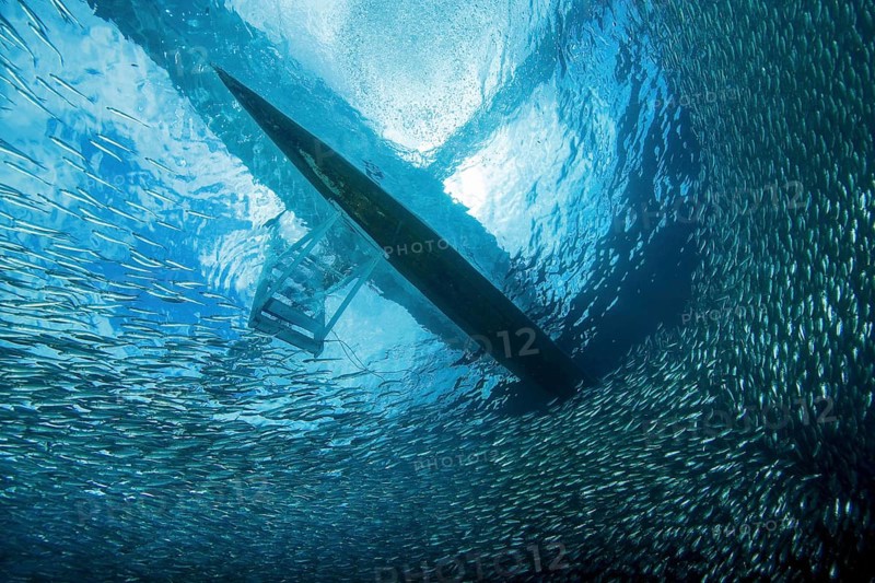 Shoal of Sardinops