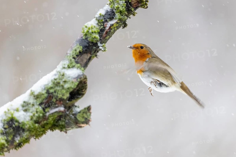 European robin