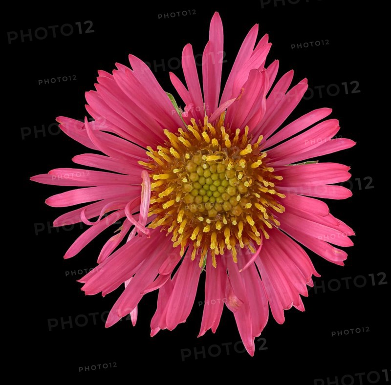 New England aster