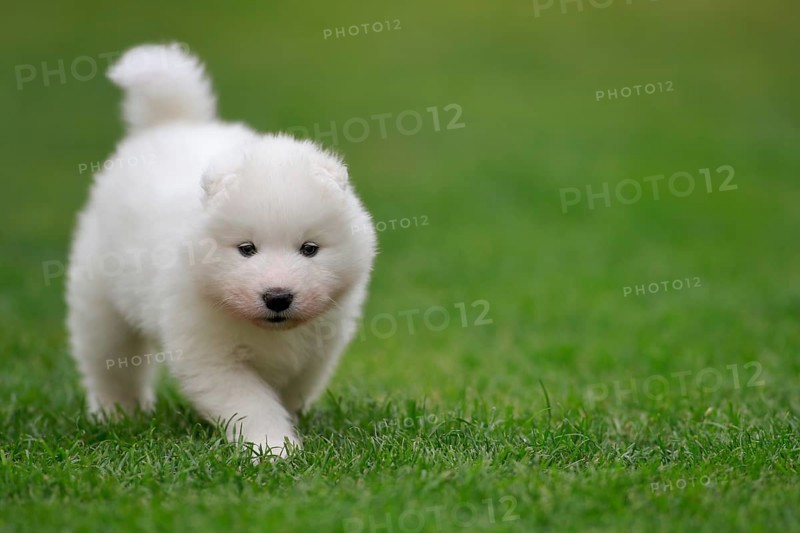 Samoyed Domestic dog