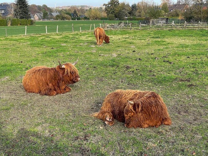Scottish Highland Cattle