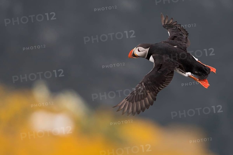 Flying Puffin