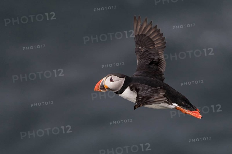 Flying Puffin