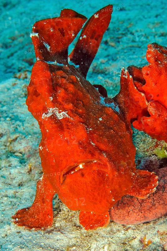 Giant red frogfish