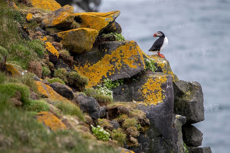 Puffin