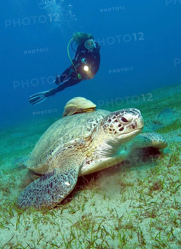 Diver looking at Green turtle