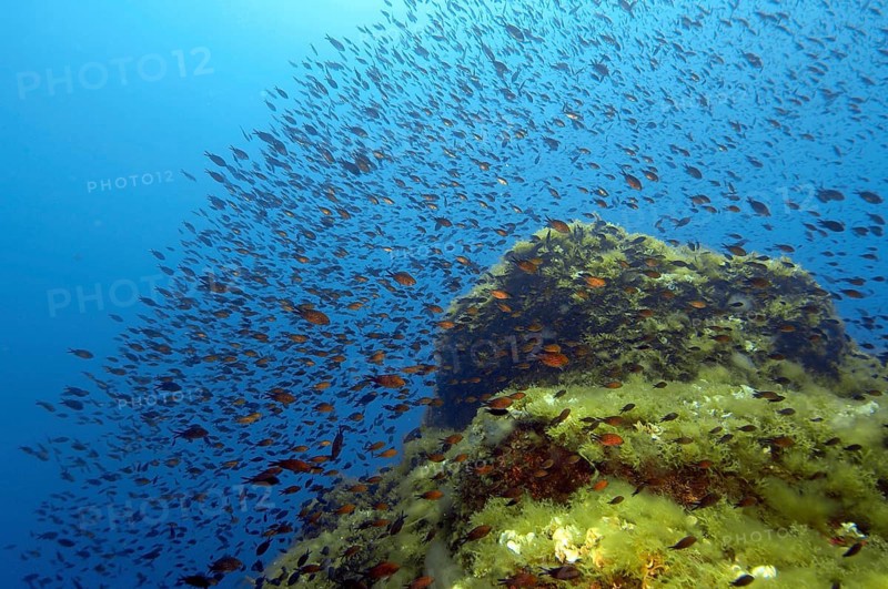 Shoal of Mediterranean Flagfish