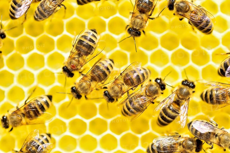 Bee parasite Varroa mite