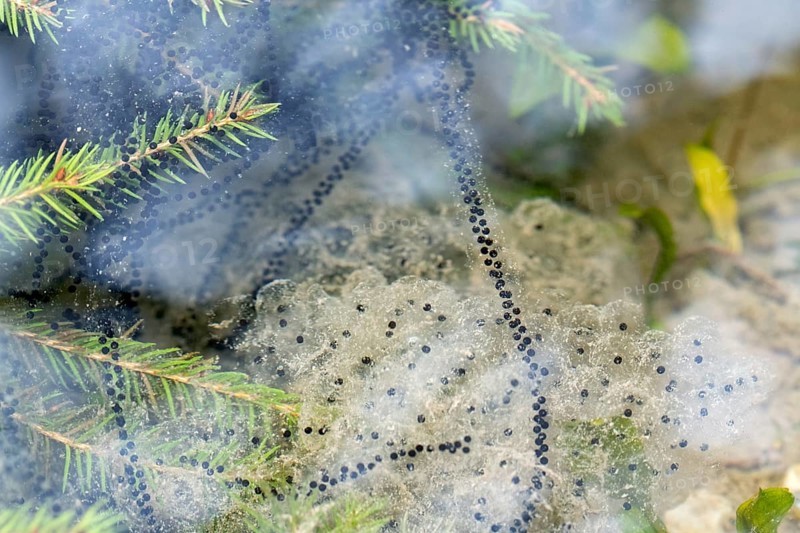 Common frog