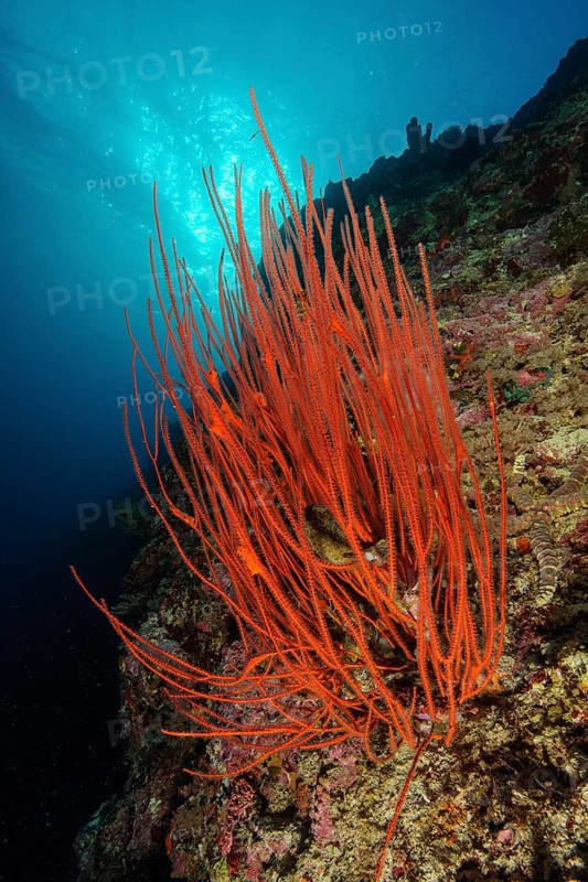 Red whip coral
