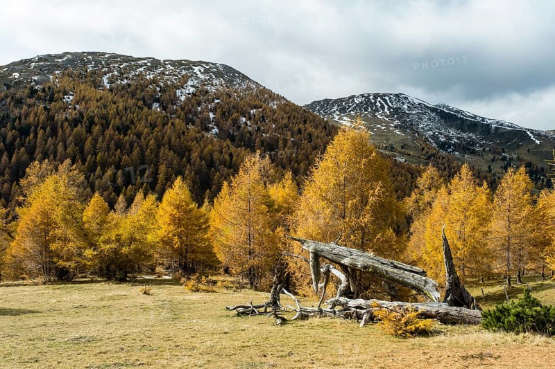 Autumn coloured larches