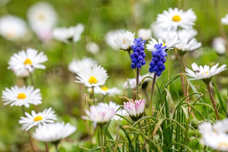 Common daisy