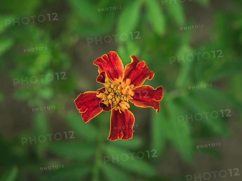 Striped Mexican Marigold flower