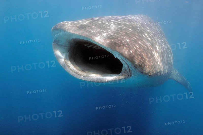 Whale shark