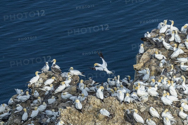 Gannet colony on the rock needle Stori Karl