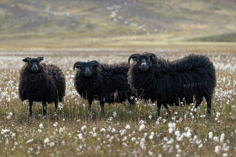 Black Domestic sheep
