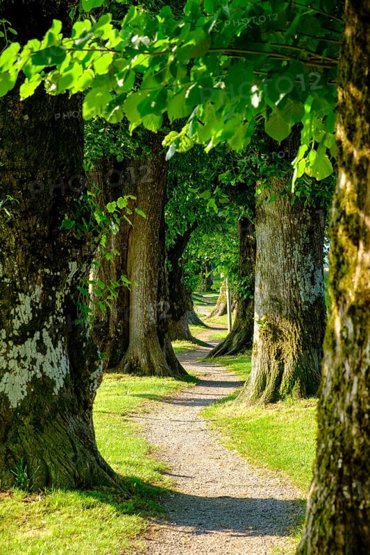 Allee