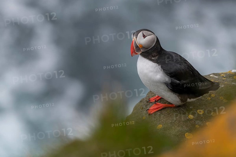 Puffin