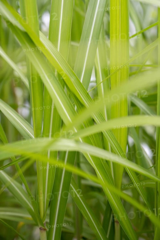 Chinese reed