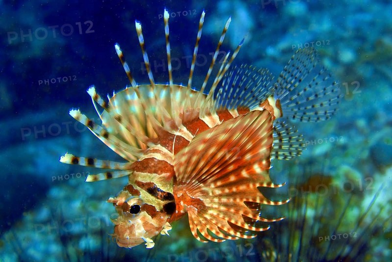 Zebra turkeyfish