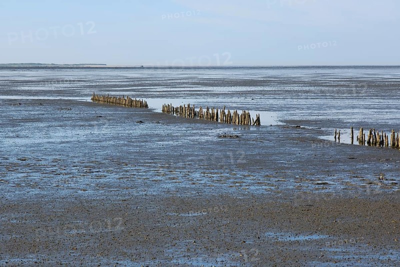 Wooden groynes