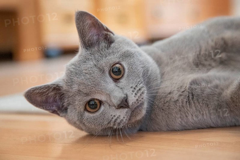 Young British Shorthair male
