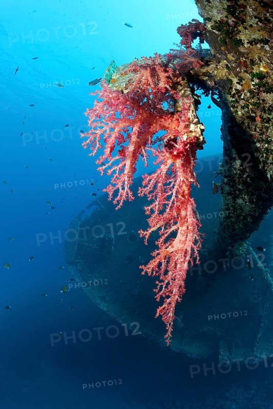 Large soft coral