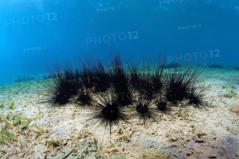Colony of white-spotted diadem Black Longspine Urchin sp