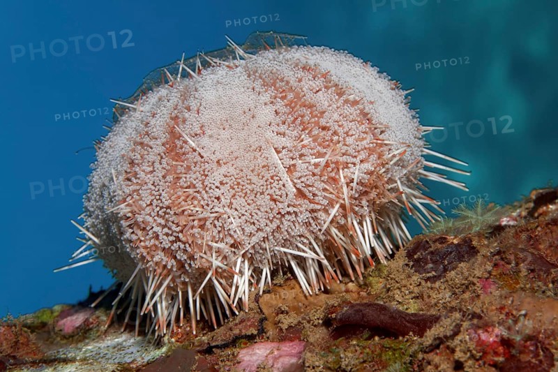 Peacock Collector Urchin
