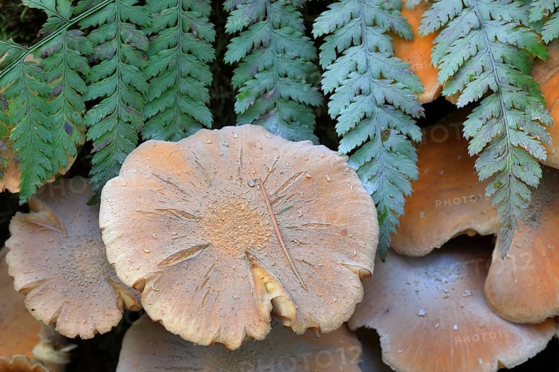 Honey fungus