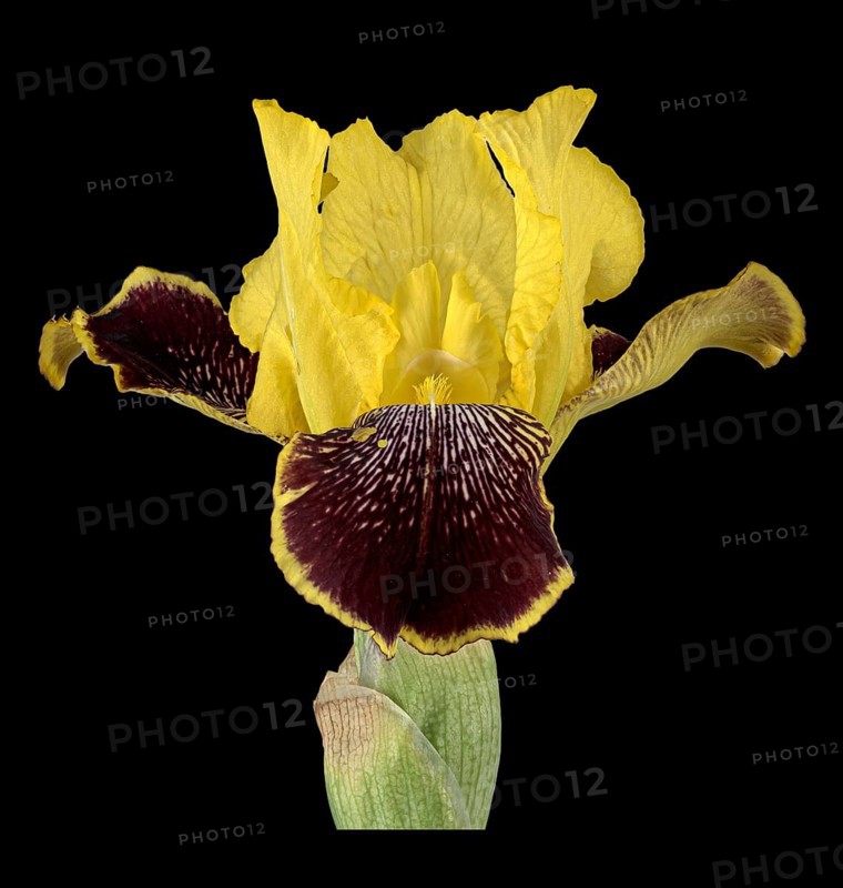 German iris