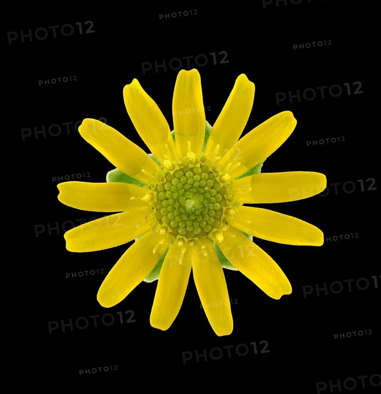 Mexican creeping zinnia
