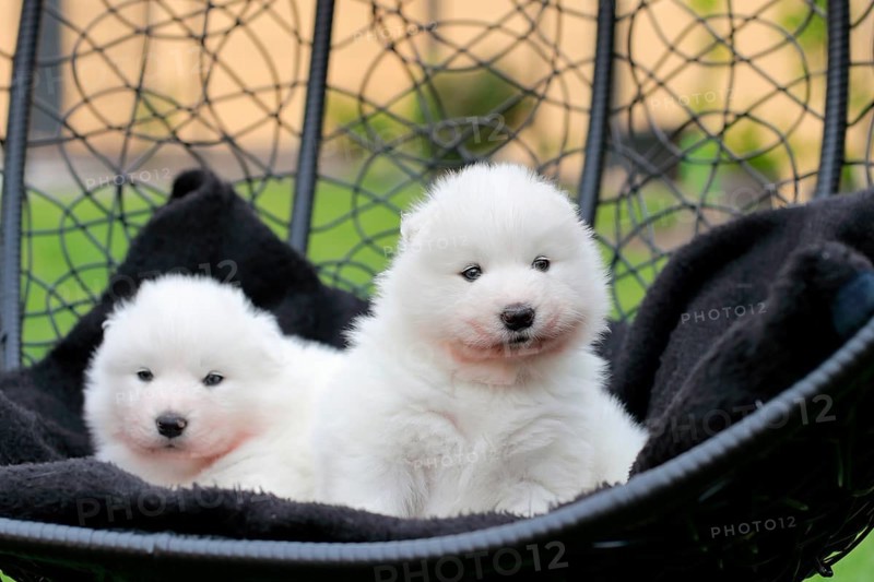 Samoyed Domestic dog