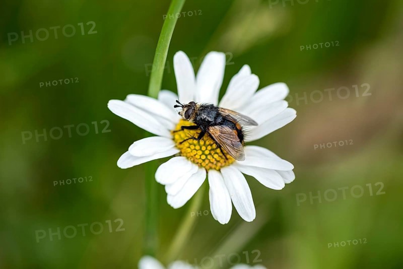 House Fly
