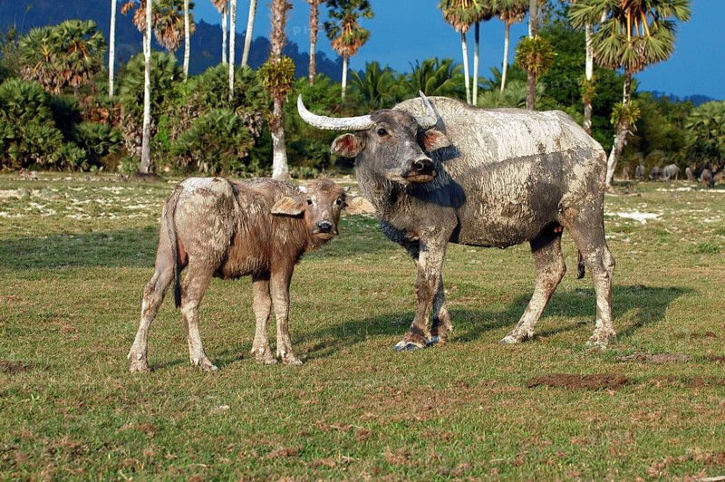 Water buffalo