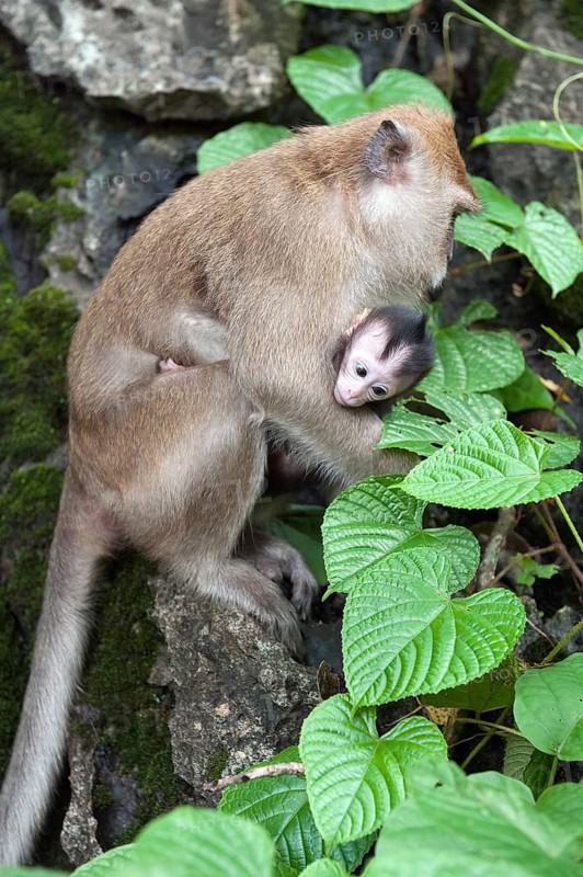 Female Crab-eating macaque