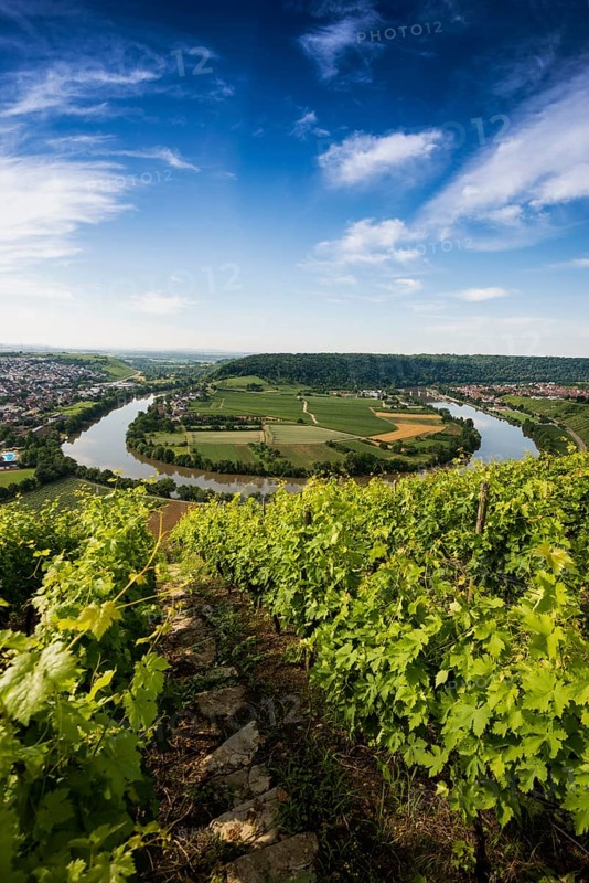 Neckar Loop and Vineyards