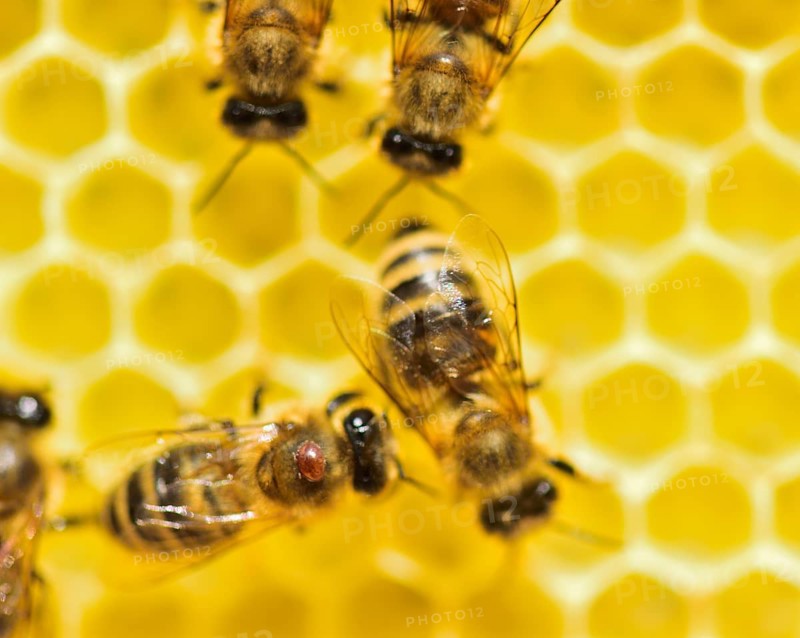 Bee parasite Varroa mite