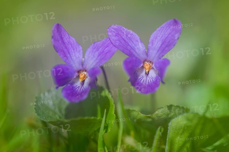 Early-dog violet