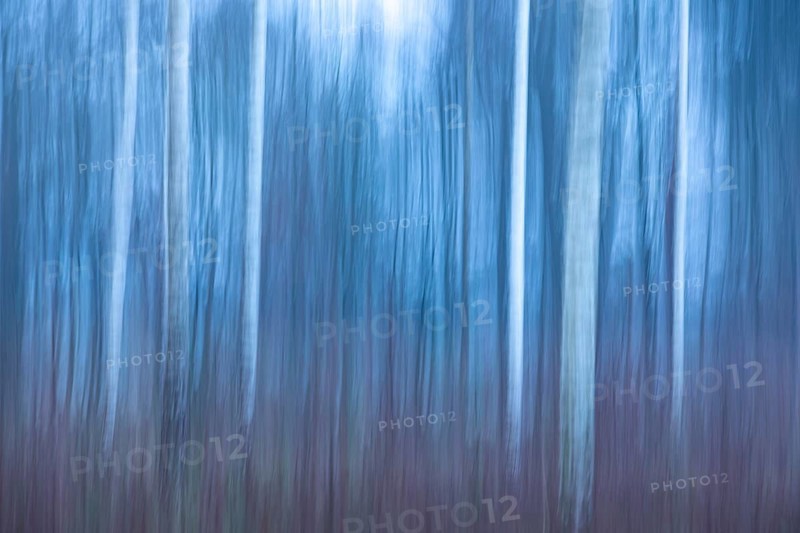 Birch trunks