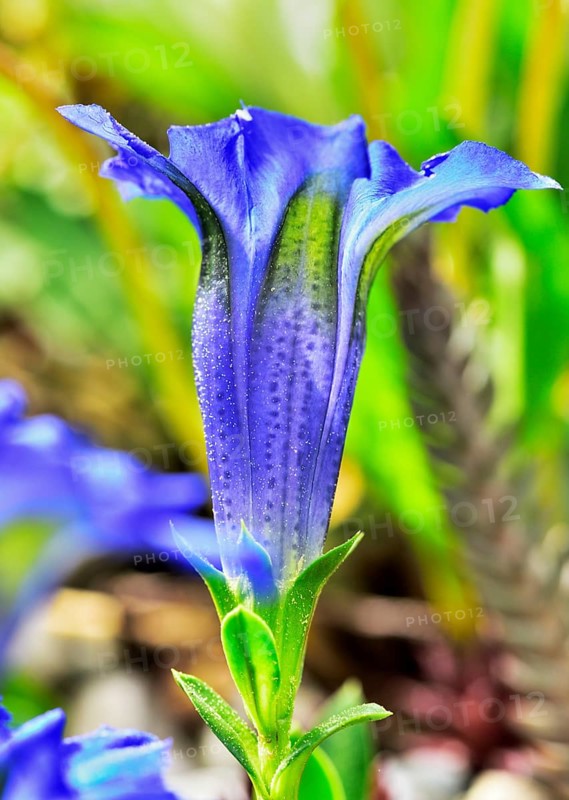 Flowering Stemless gentian