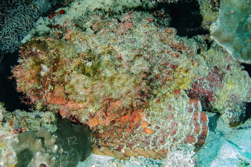 Reef stonefish