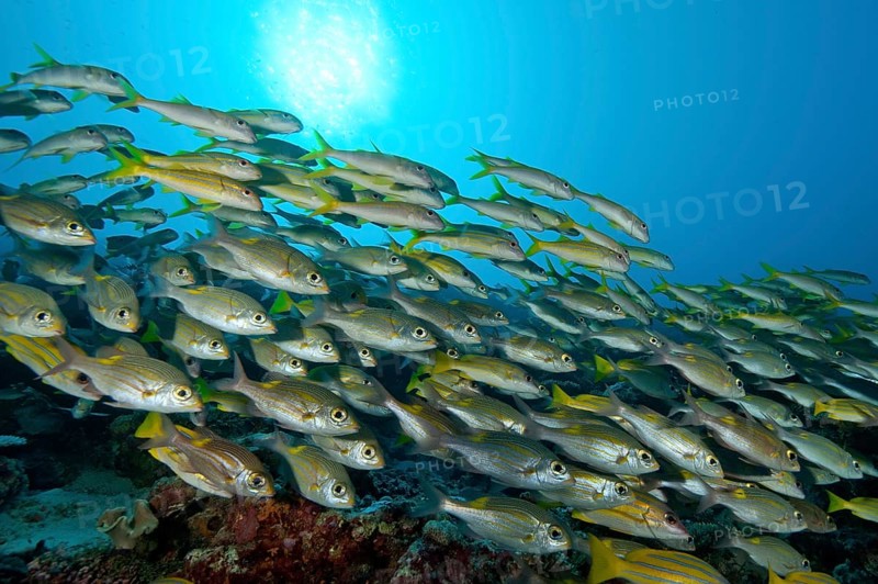 Shoal of fish with species of snapper