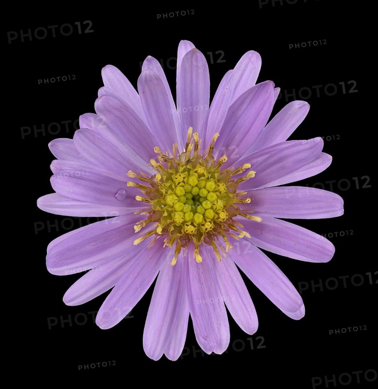 New York aster
