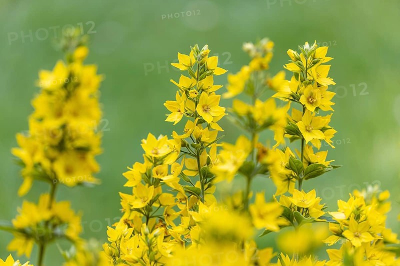 Spotted loosestrife