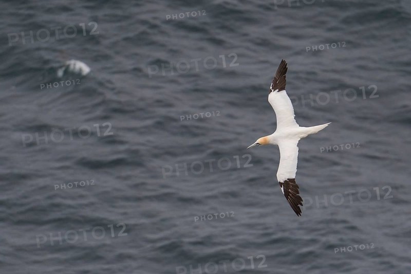 Flying Northern gannet