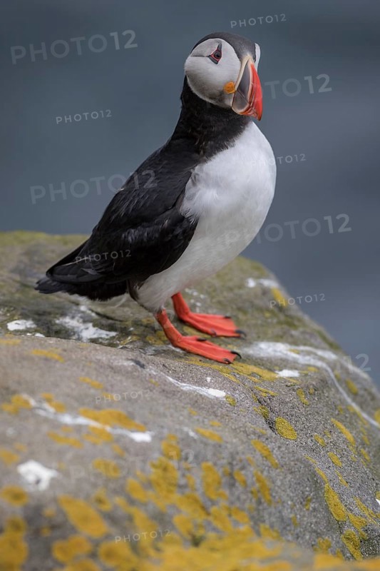 Puffin