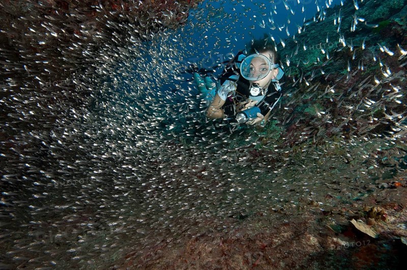 Diver swimming through school of Red Sea Dwarf Sweeper