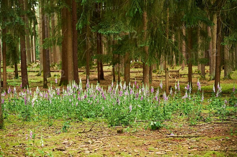 Common foxglove