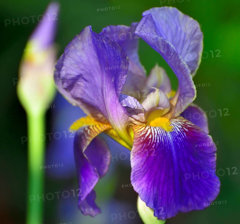 Blue-violet flower of an iris